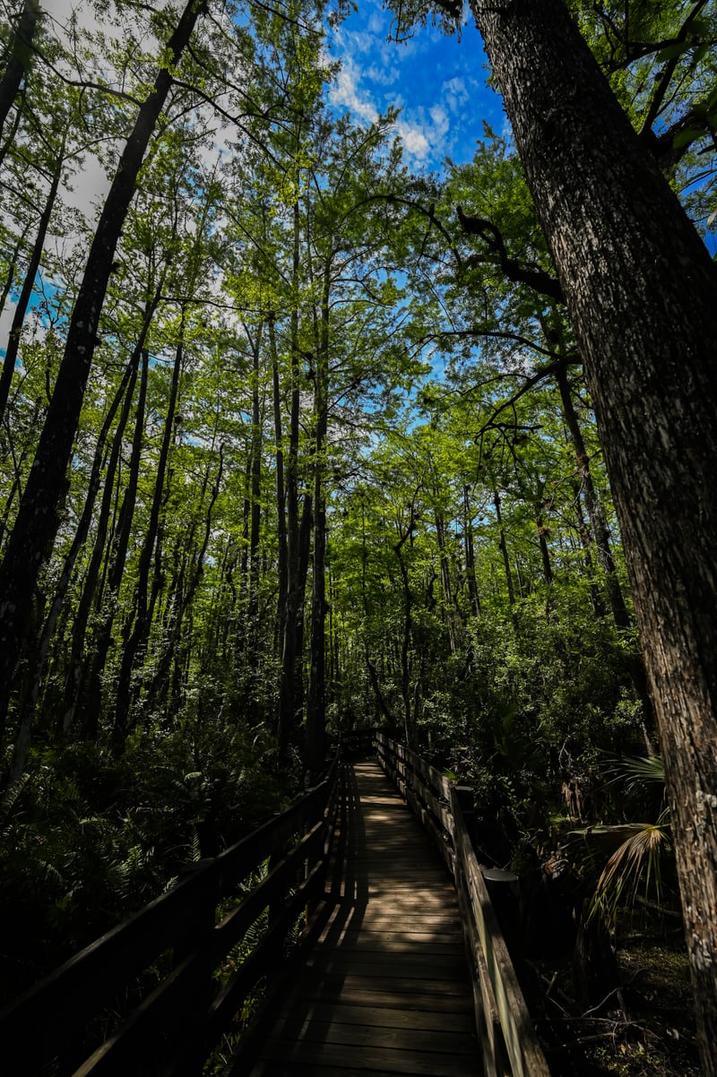 Six Mile Cypress Slough Preserve Boardwalk