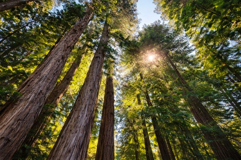 Muir Woods National Monument
