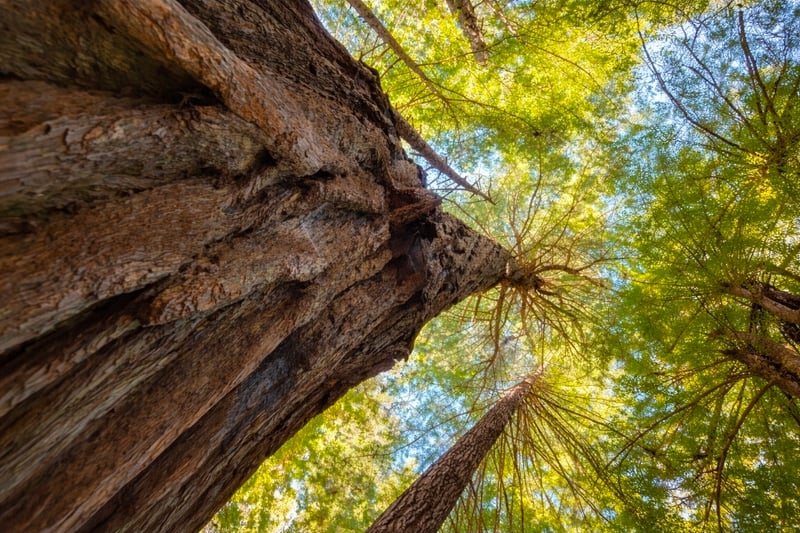 Muir Woods National Monument