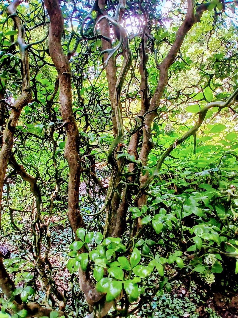 Daniel Stowe Botanical Garden