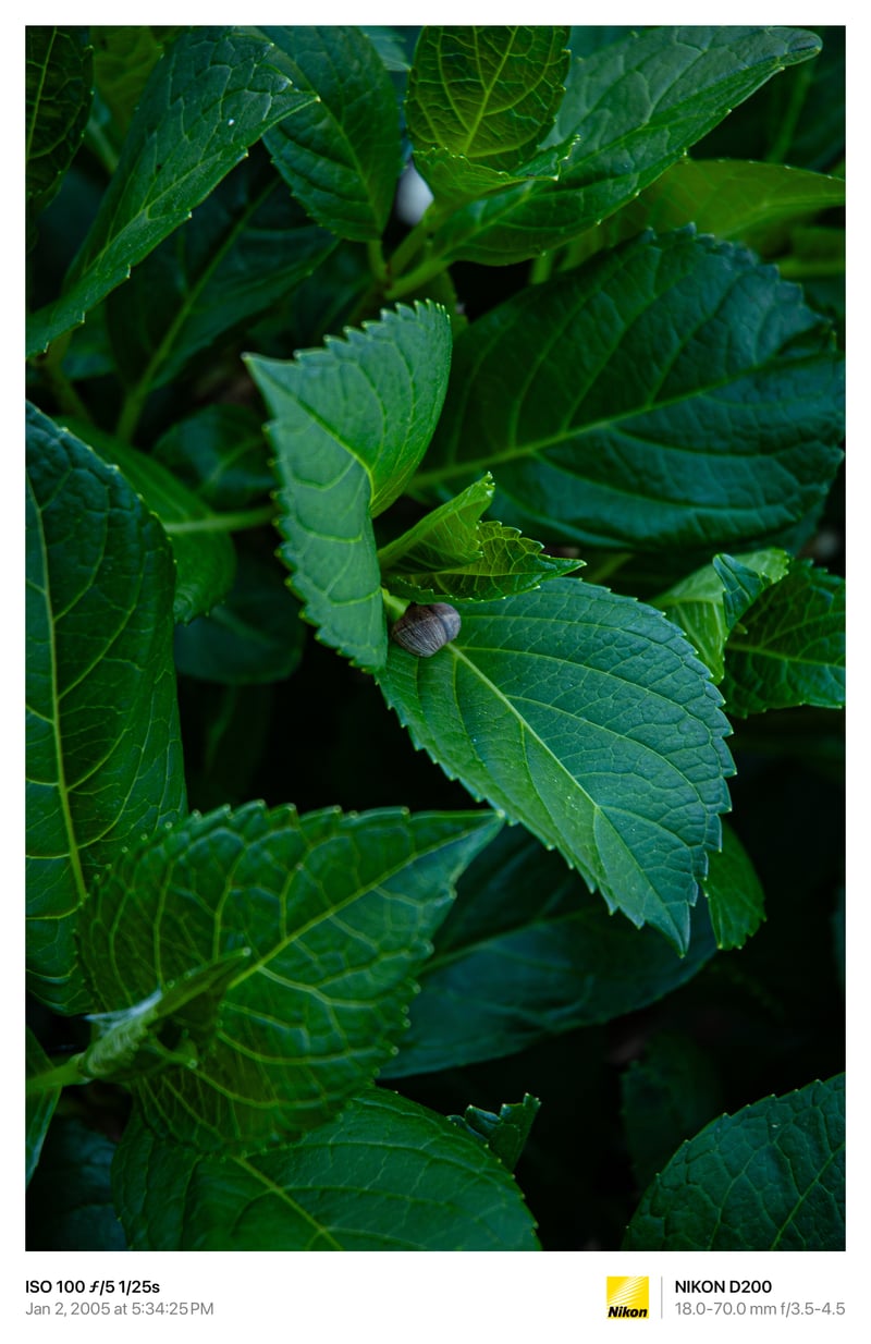 Petaluma Garden Macro Spot