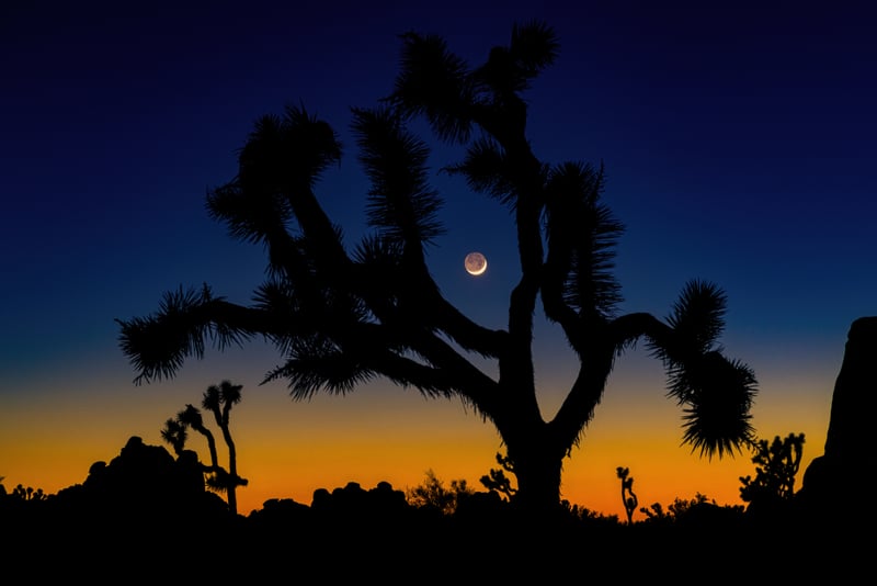 Joshua Tree National Park