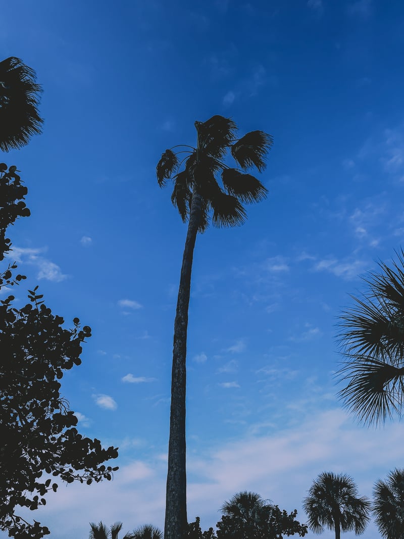 Longboat Key Coastal Palms