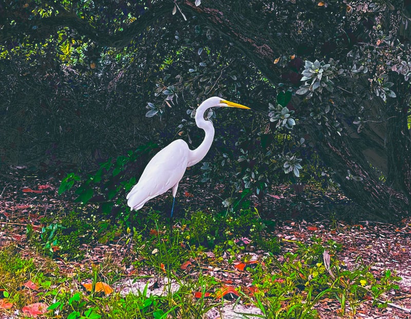 Longboat Key Coastal Preserve