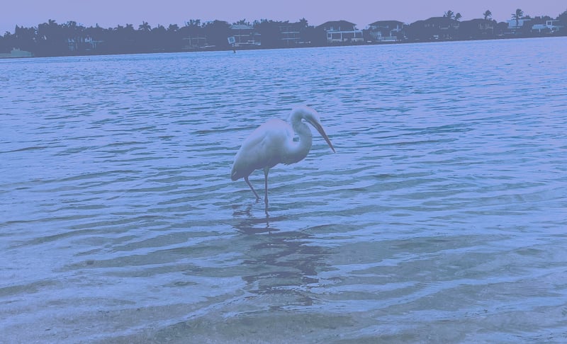 Longboat Key Bayfront
