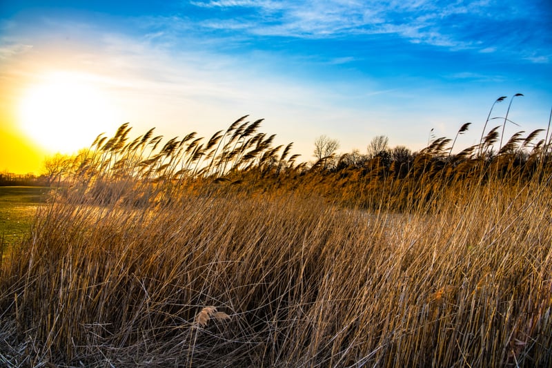 Bergen Point Wetlands