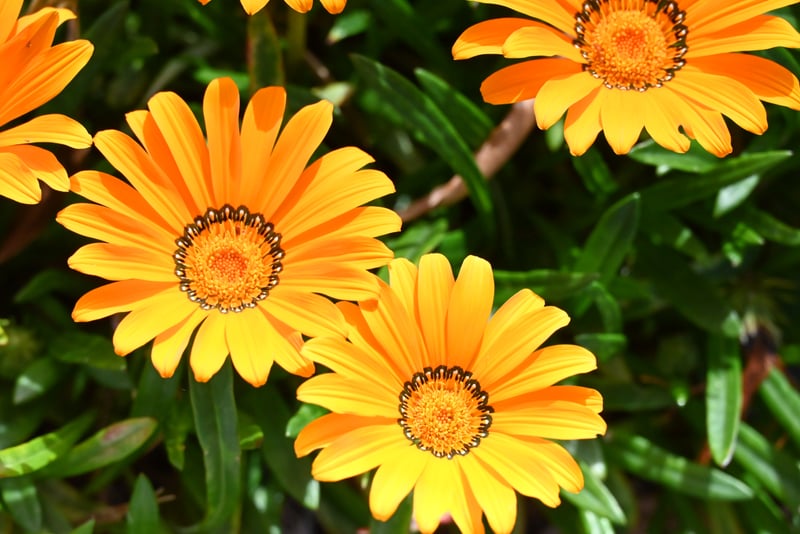 Sunnyvale Garden Blooms