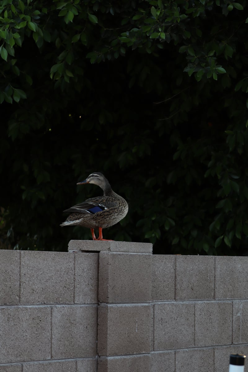 Straford Avenue Garden Wall