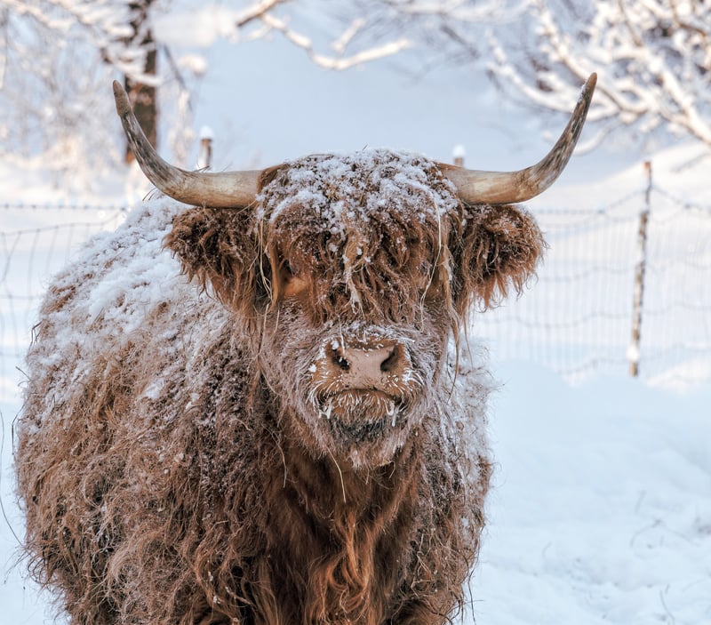 Highland Coo Farm