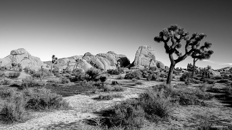 Joshua Tree National Park