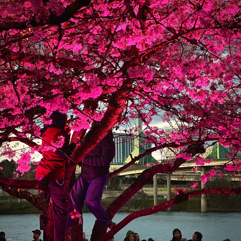 Tom McCall Waterfront Park Cherry Blossoms