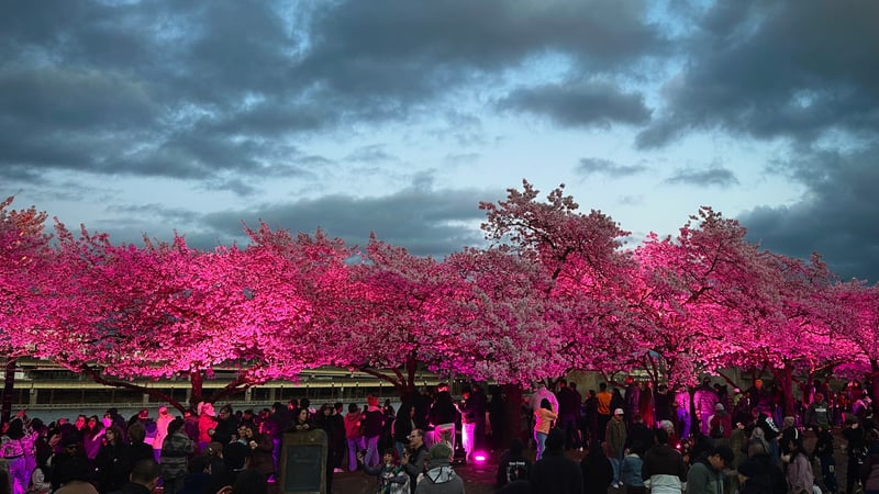 Tom McCall Waterfront Park Cherry Blossoms