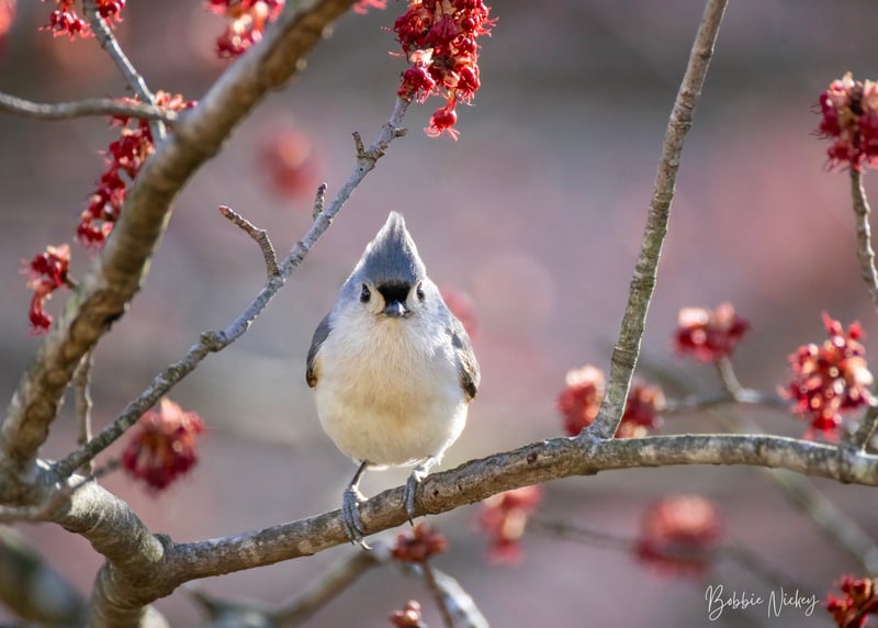 Timonium Spring Birding