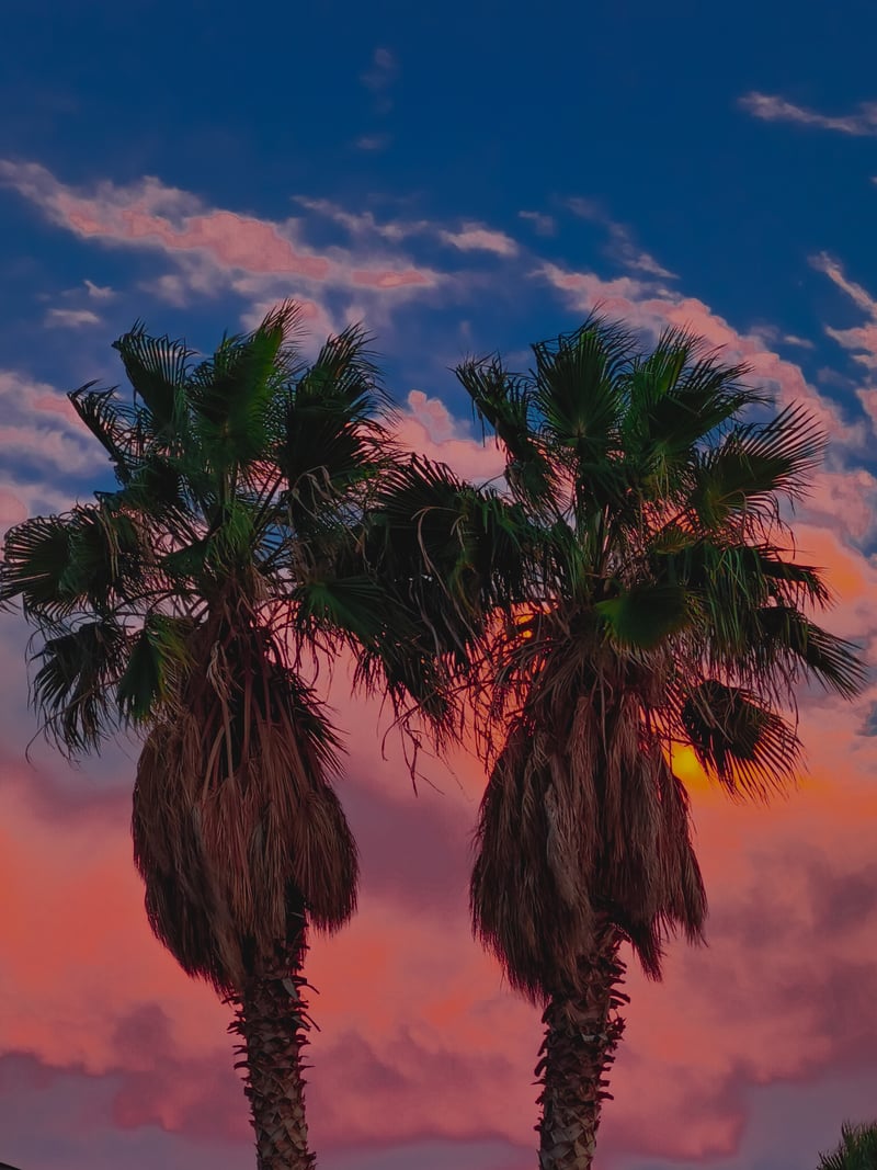 El Paso Desert Sky Palms