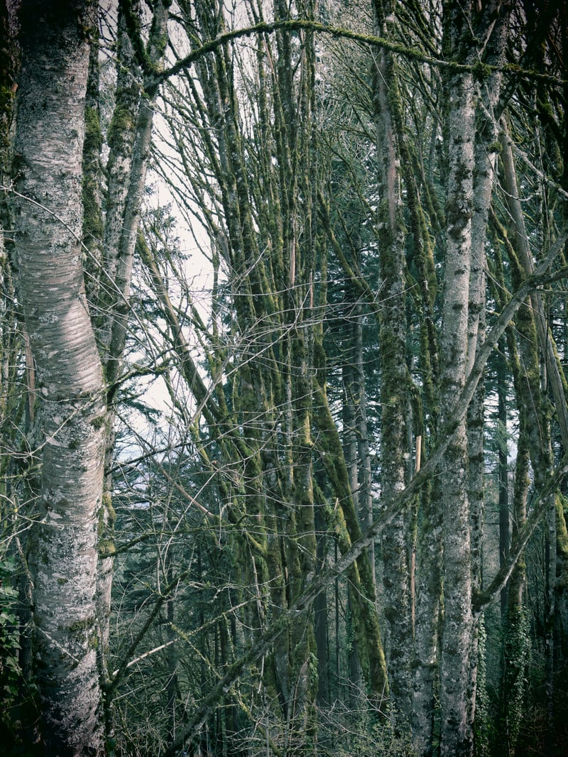 Council Crest Park Woods