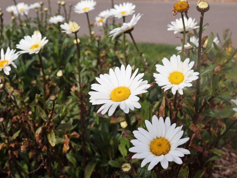 Downtown Portland Street Gardens