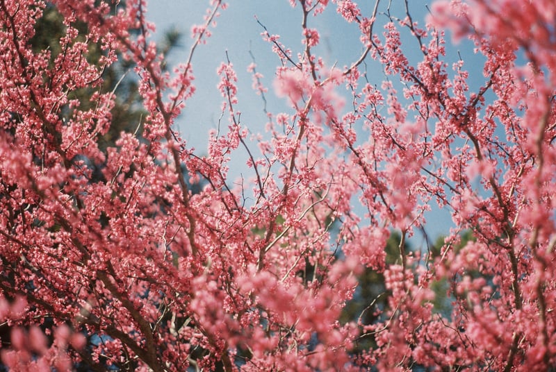 Wilmington Spring Blossoms
