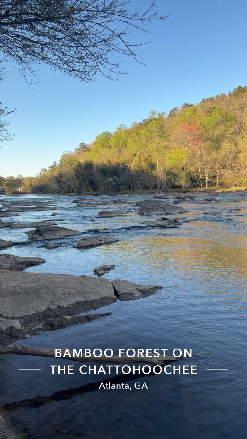 Chattahoochee River Bamboo Forest