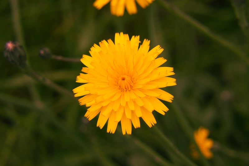 Castle Rock Wildflowers