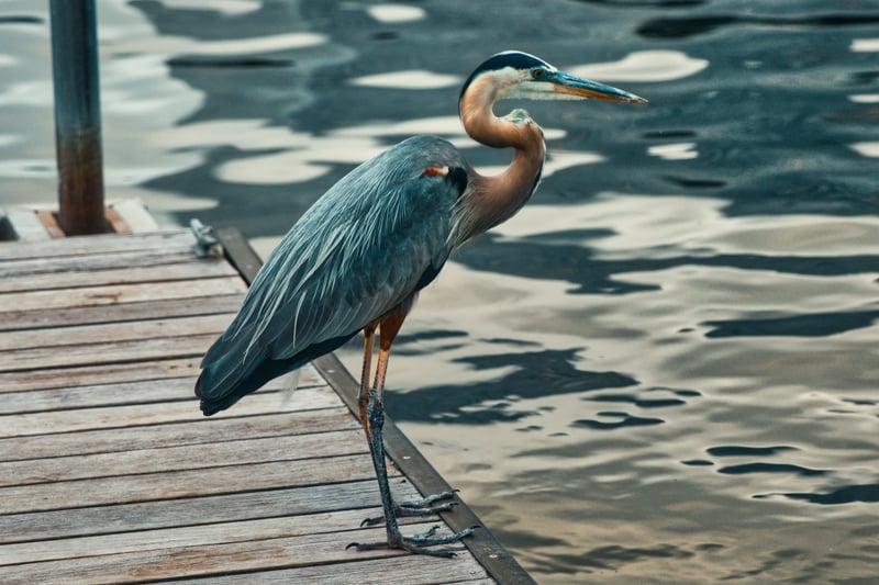 The Woodlands Waterway