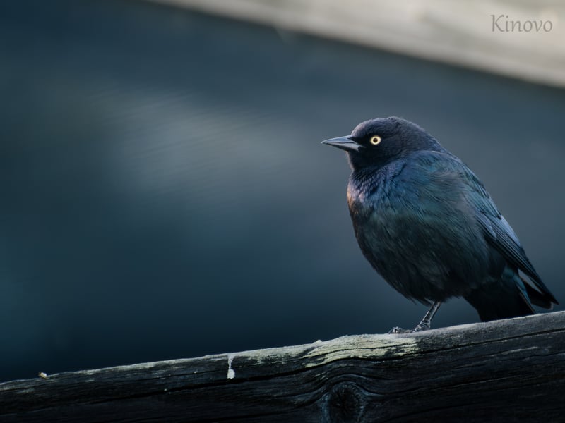 Fairfax Bird Photography