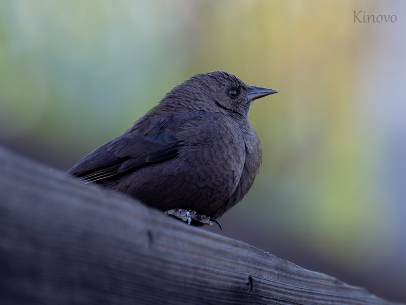 Fairfax Nature Trails