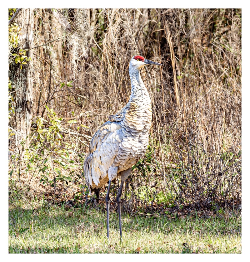 Withlacoochee State Forest