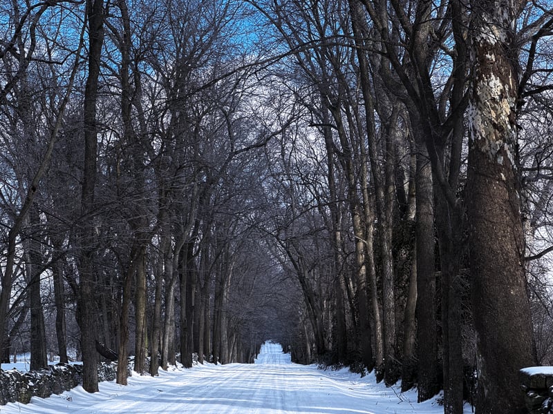Bryan Station Road Tree Tunnel