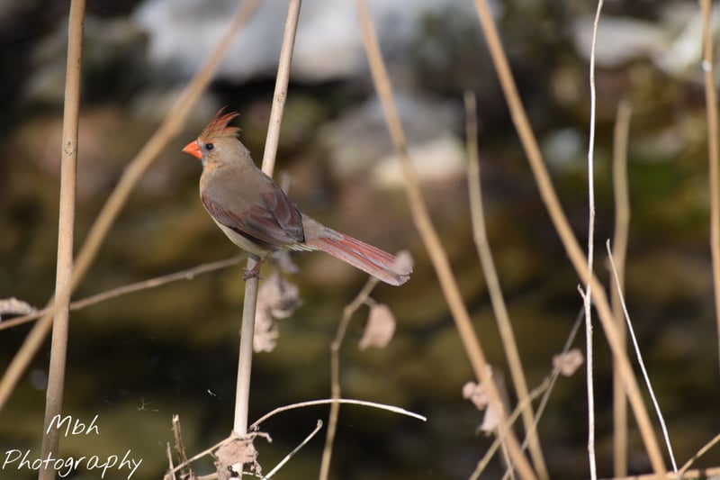 Texas Hill Country Birding Spot