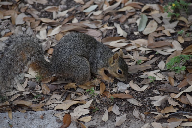 New Braunfels Nature Trail