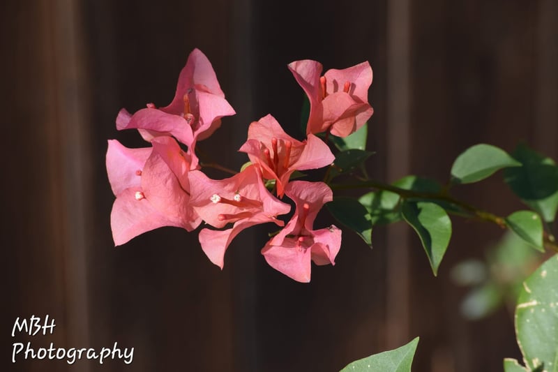 New Braunfels Floral Details