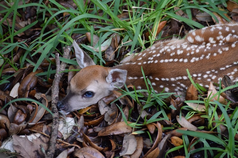 New Braunfels Wildlife Spot