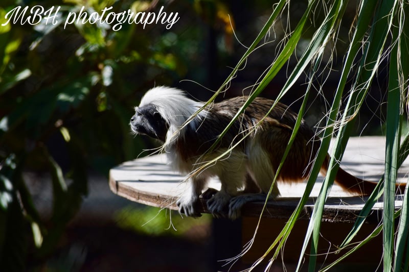 San Antonio Zoo