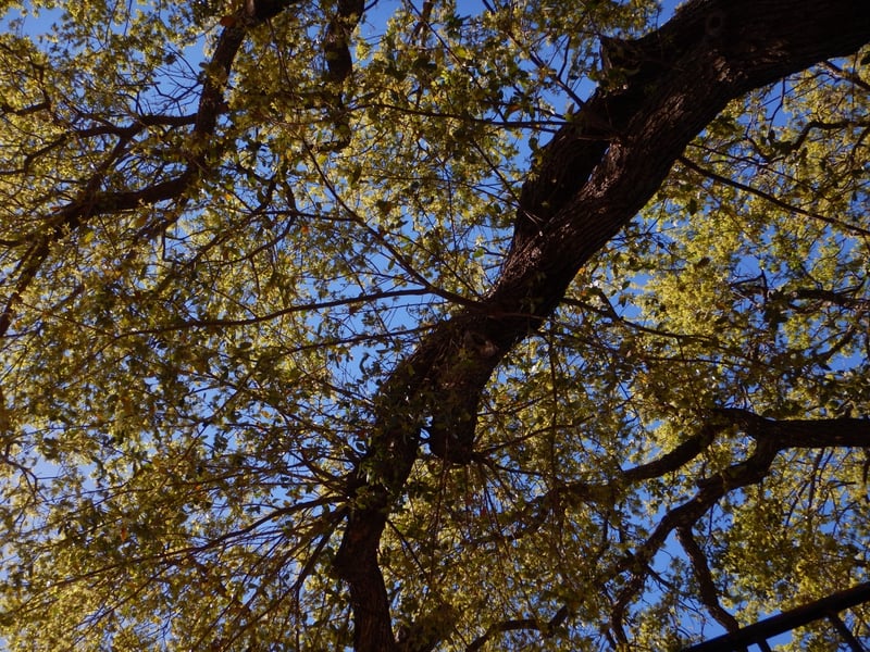 San Antonio Urban Oak Canopy