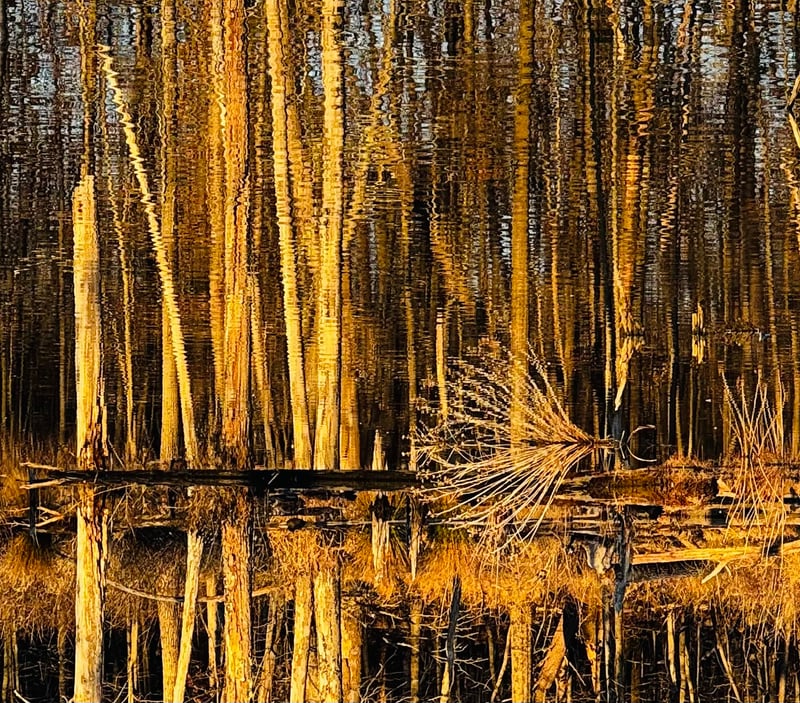 Huntley Meadows Park Wetlands