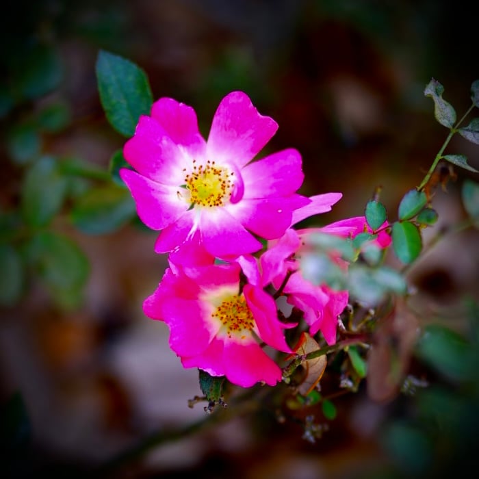 Lake Valencia Neighborhood Flora