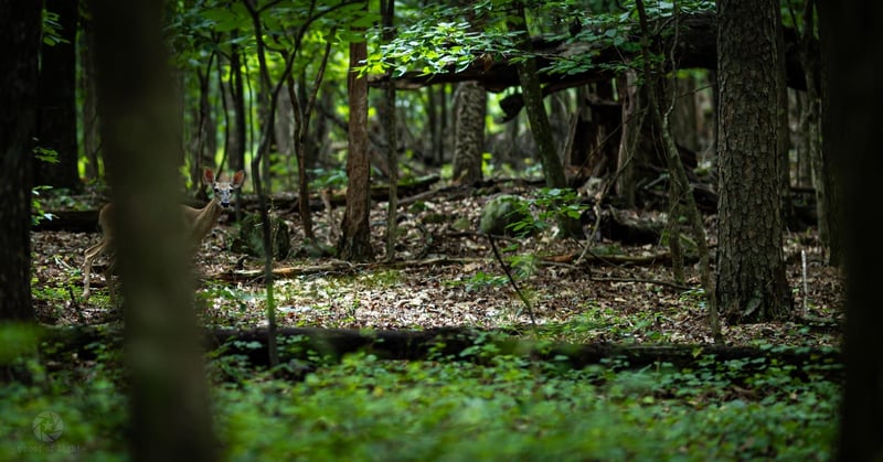 Kennesaw Mountain National Battlefield Park
