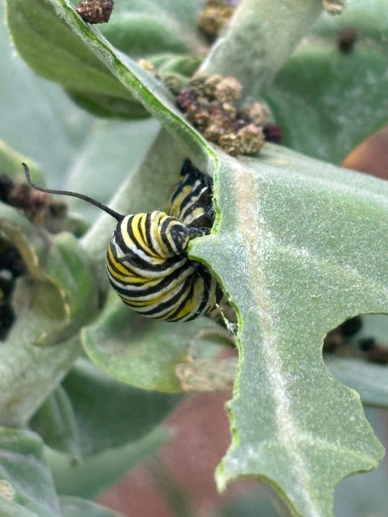 Suburban Garden Macro Spot
