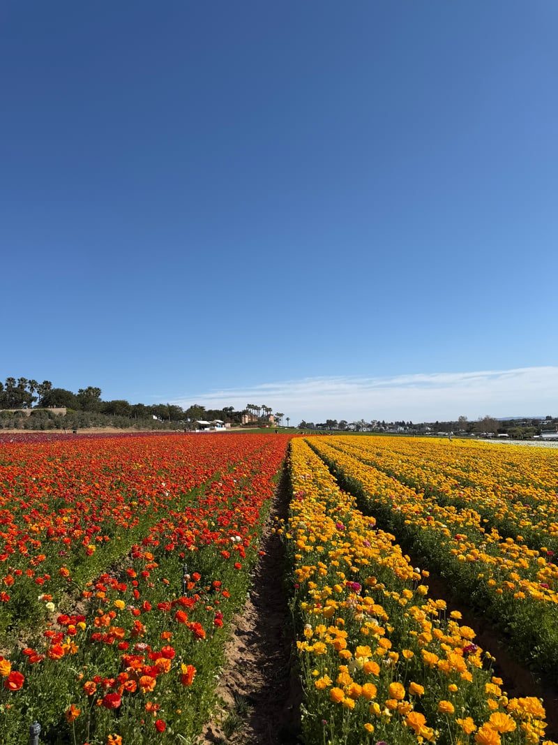 The Flower Fields at Carlsbad Ranch
