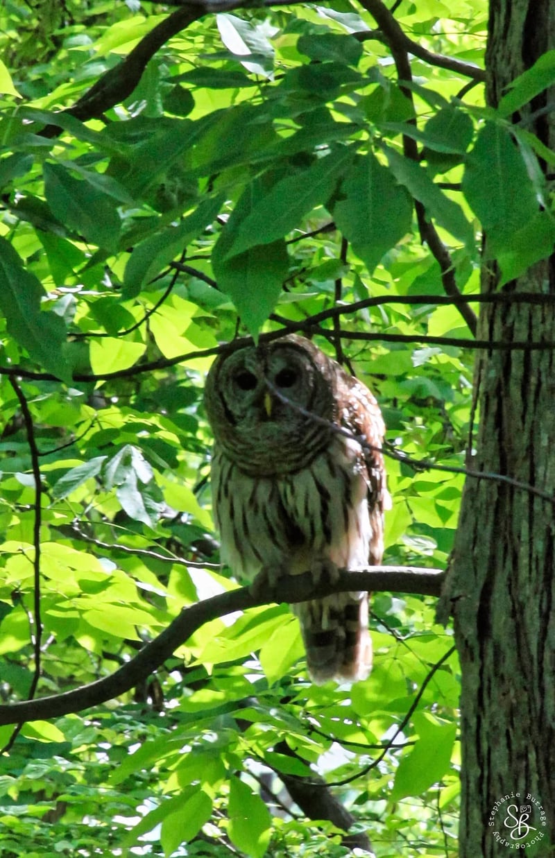 Nashville Urban Wildlife Spot