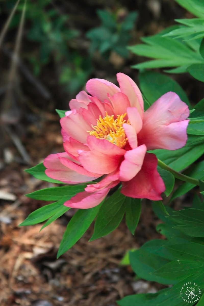 Cheekwood Estate & Gardens