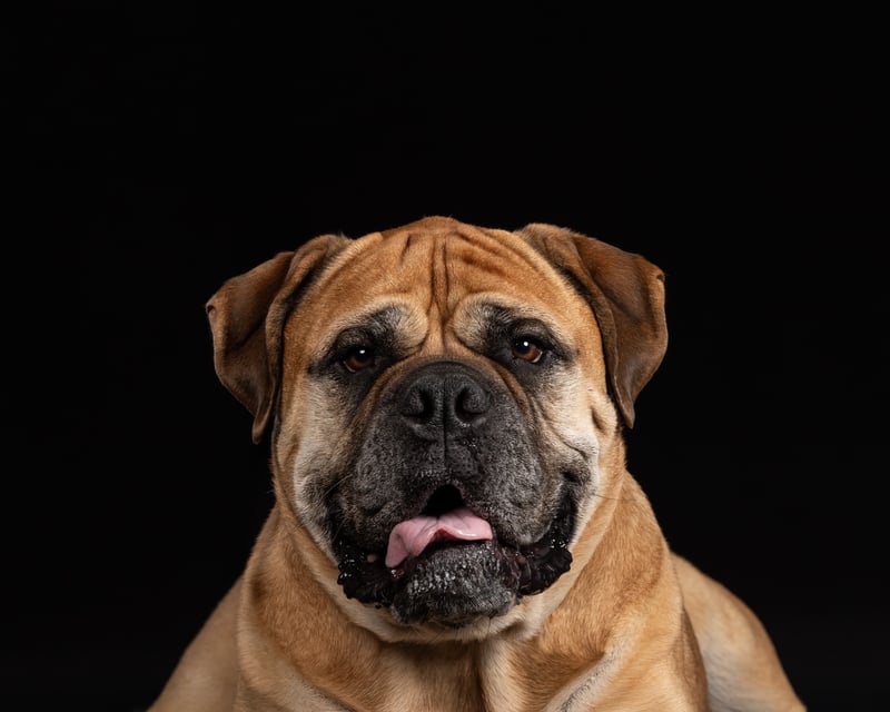 Pet Portrait Studio Setup