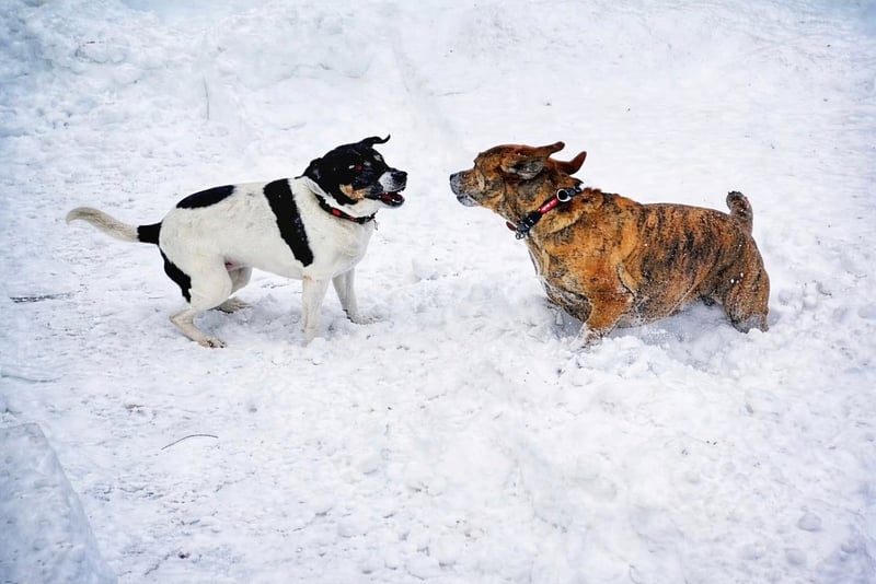 Suburban Winter Yard