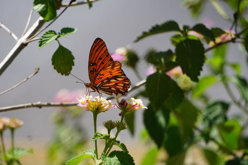 New Port Richey Butterfly Garden