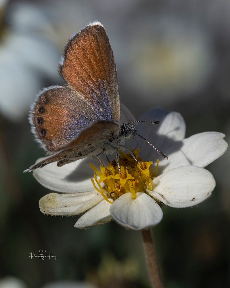 Helotes Wildflower Macro Spot