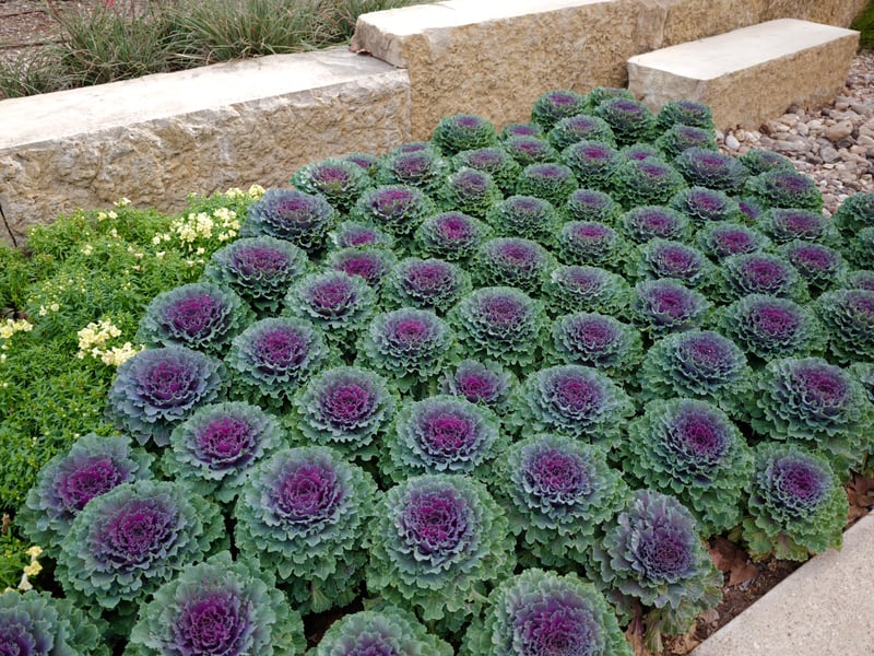 Ornamental Garden Beds
