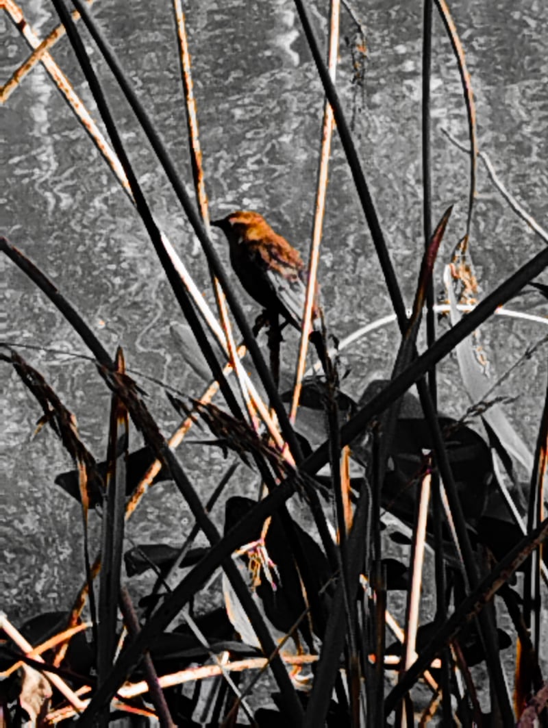 Marquette Park Lagoon