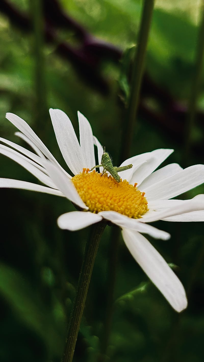ABQ BioPark Botanic Garden