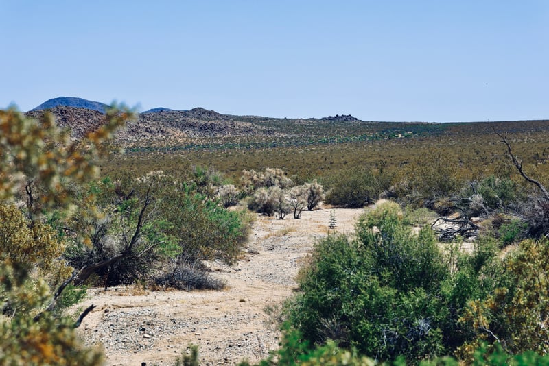 Joshua Tree Desert Vista