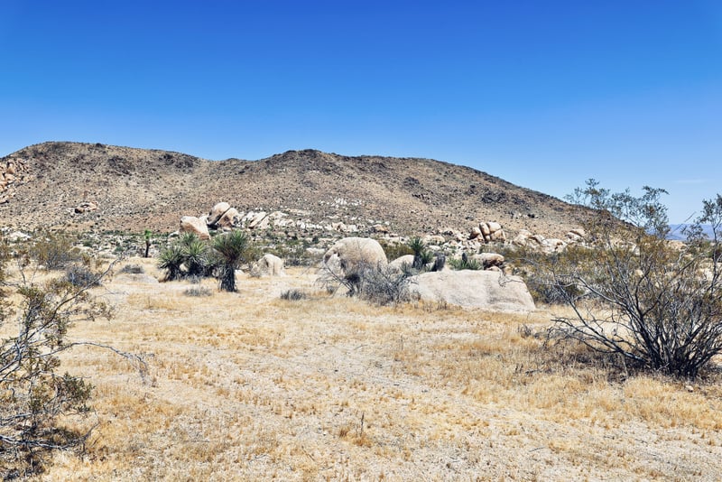 Joshua Tree Desert Vista